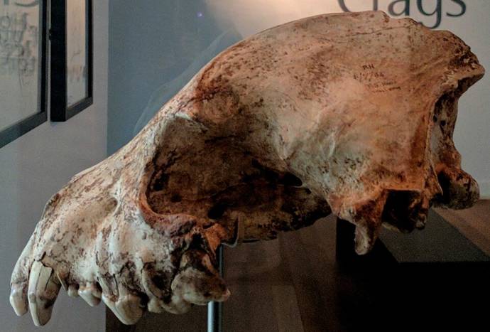 Photo of a hyena skull