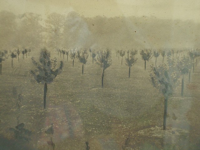 Image of Bramley Apple sapplings